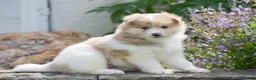 Pomsky dogs for sale: Sierra - Ad 3