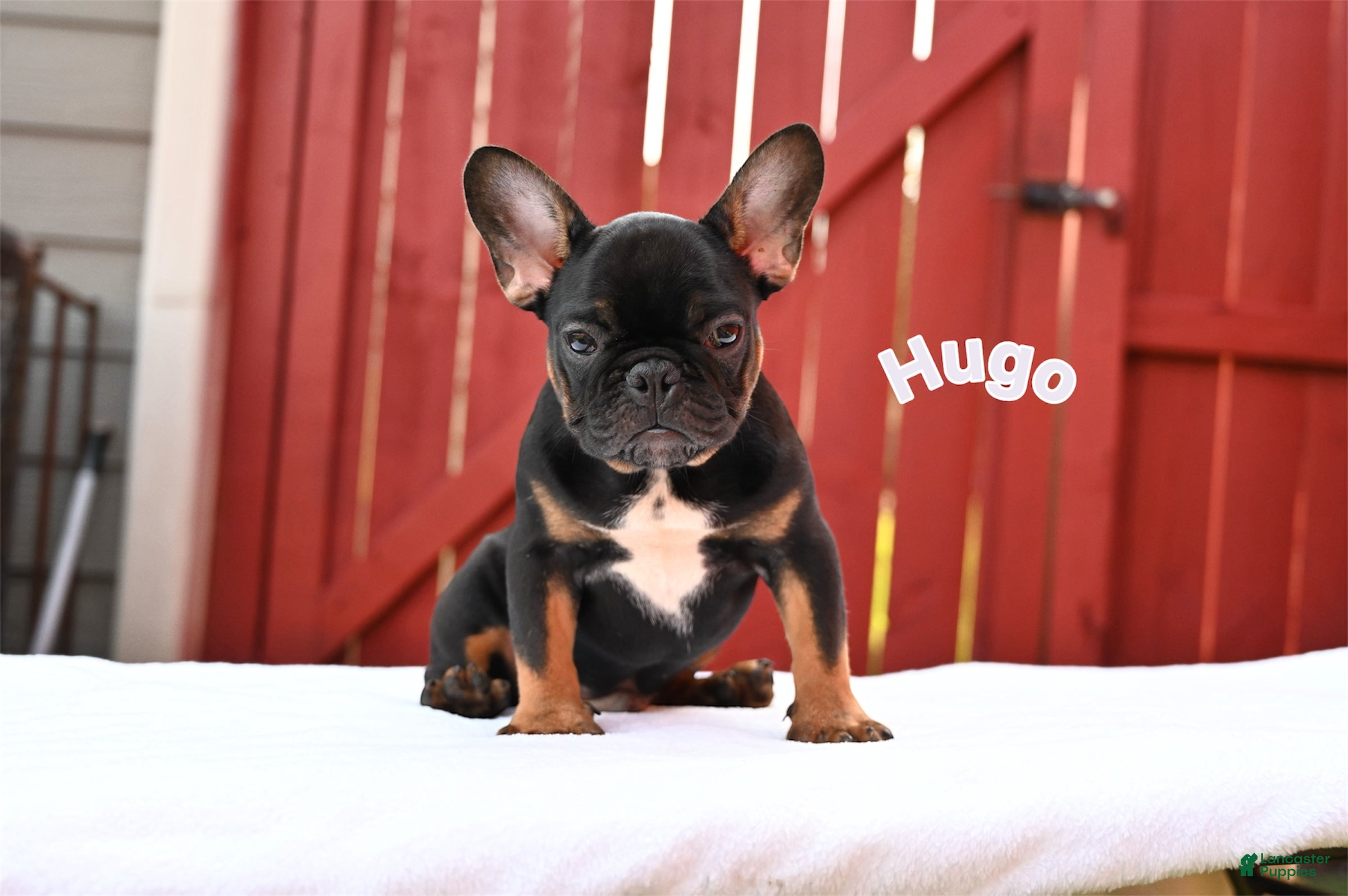 French Bulldog dogs Charlie - Ad 1