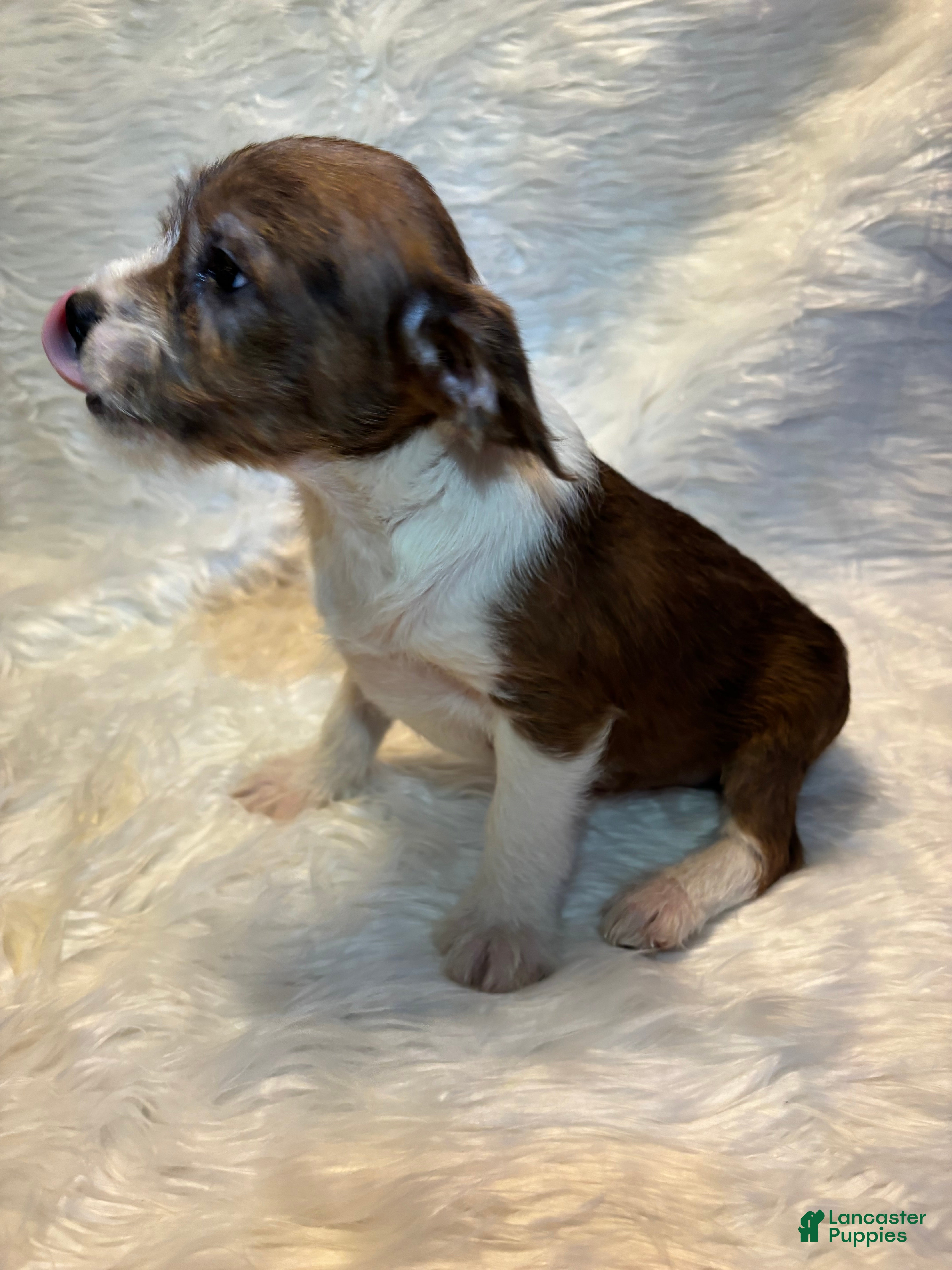 Mixed Breed dogs Mixed Breed Puppy 4 - Ad 5
