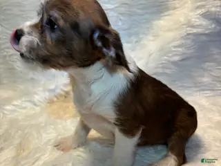 Mixed Breed dogs Mixed Breed Puppy 4 - Ad 17