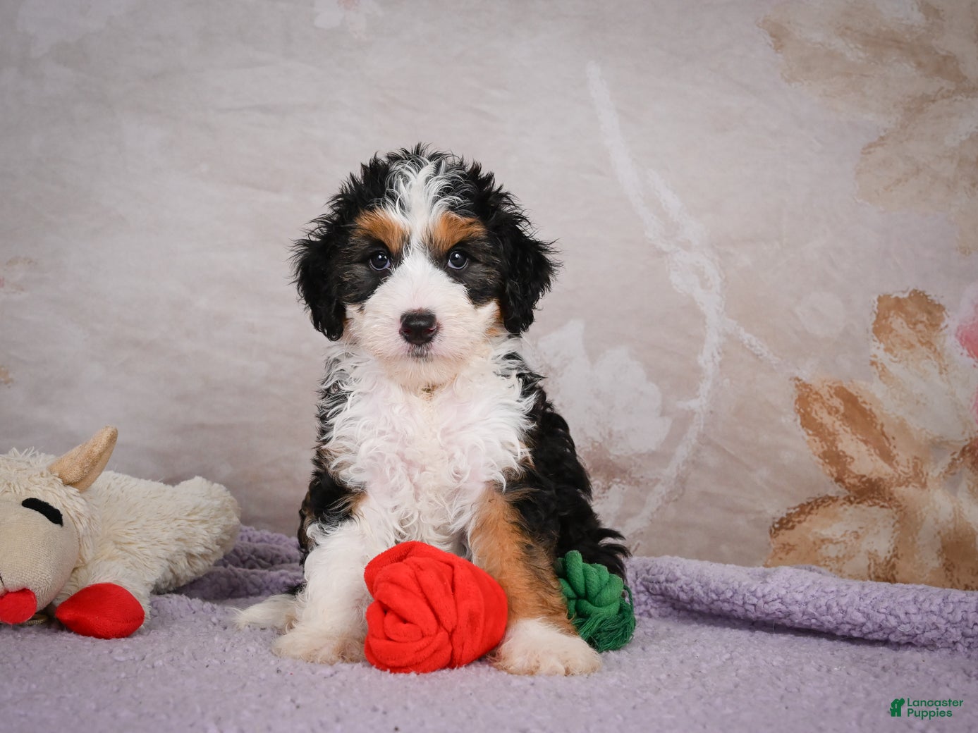 Mini Bernedoodle dogs Bella - Ad 2