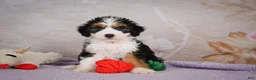 Mini Bernedoodle dogs for sale: Bella - Ad 2