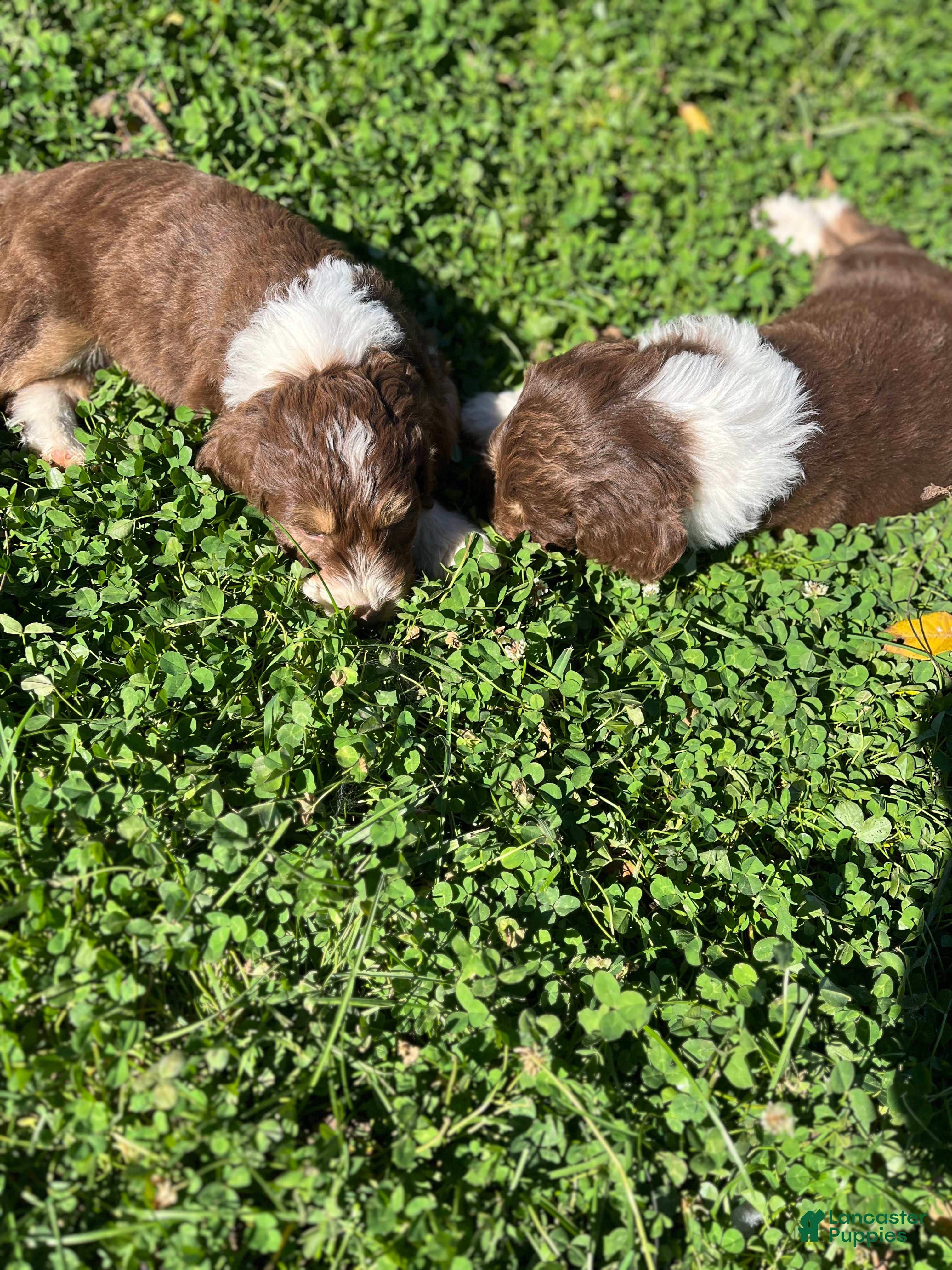 Aussiedoodle dogs for sale: Theo - Ad 2