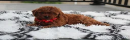 Toy Poodle dogs for sale: Kali - Ad 24