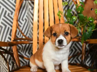 Jack Russell Terrier dogs Swiss - Ad 32