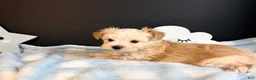 Morkie dogs for sale: Morkie 2 - Ad 9
