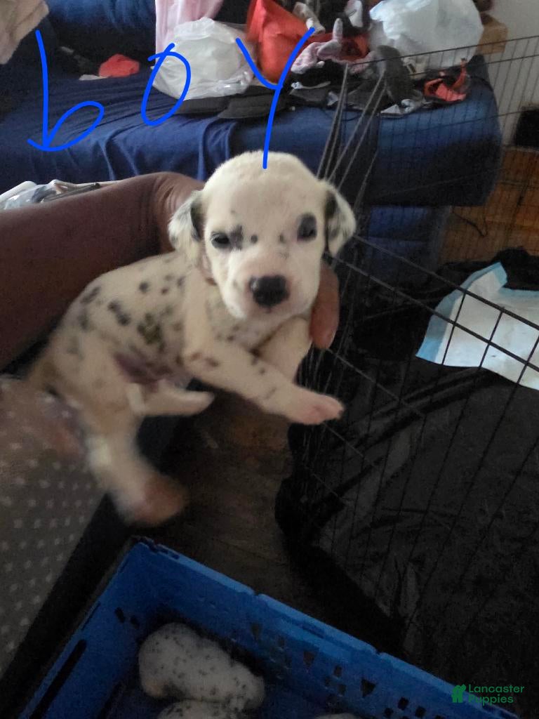 Dalmatian dogs Boy 2 - Ad 13