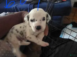 Dalmatian dogs Boy 2 - Ad 13