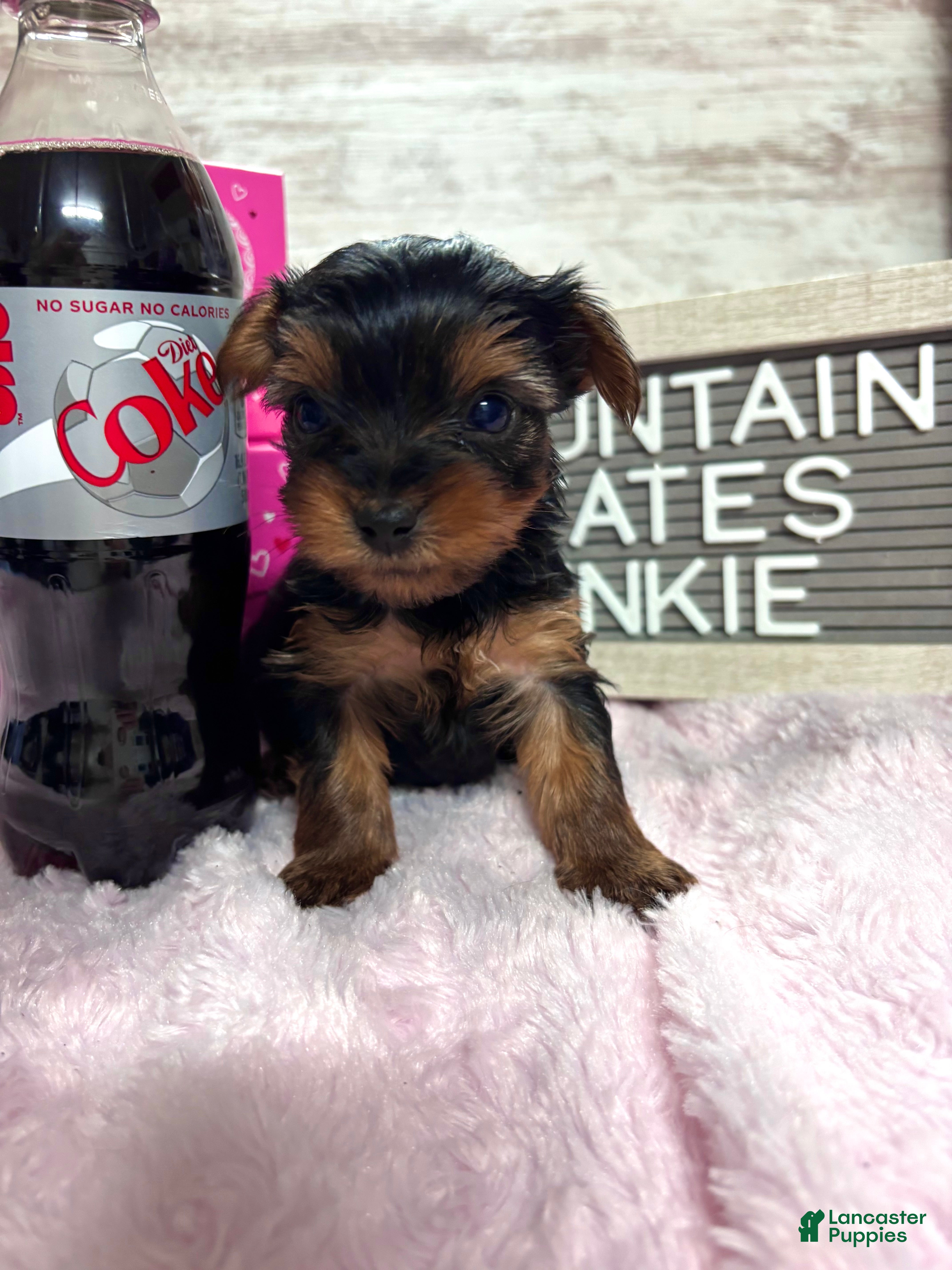 Yorkshire Terrier dogs Yorkshire Terrier Puppy 5 - Ad 18