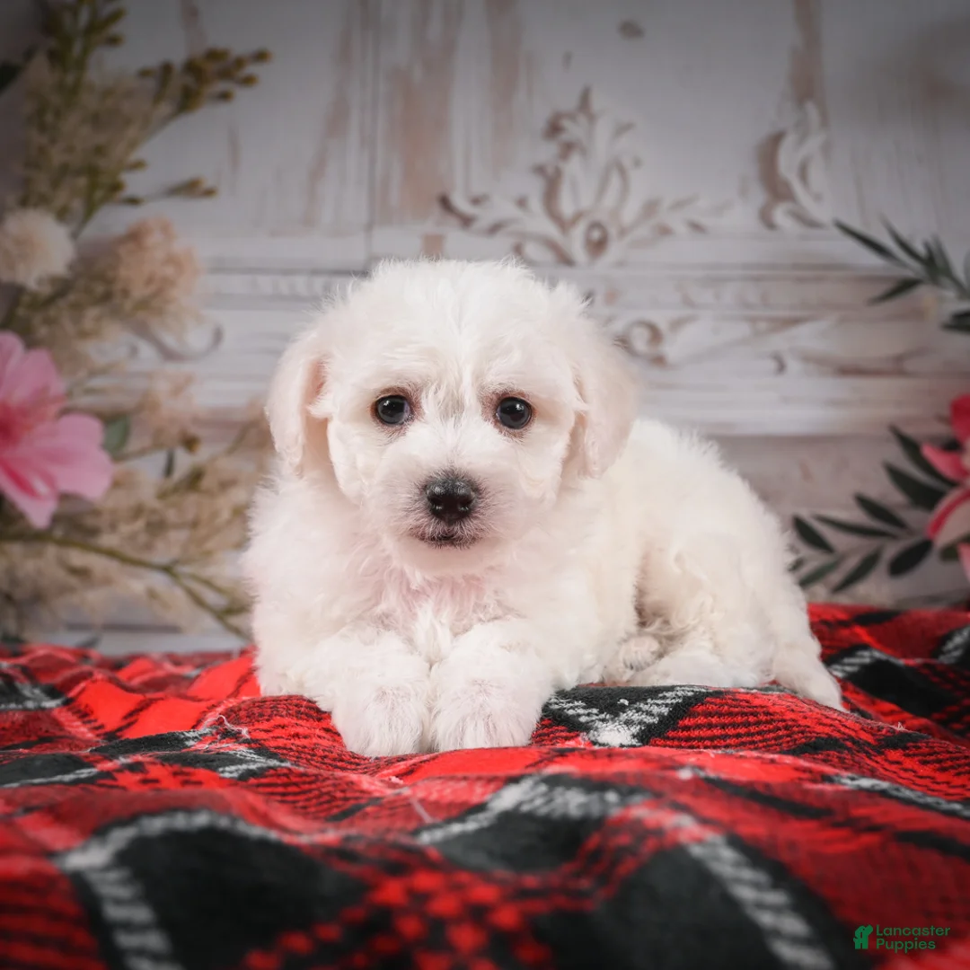 Bichon Frise dogs for sale: AKC-Maisy - Ad 2