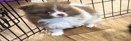 Pomeranian dogs for sale: Pomeranian 1 - Ad 2