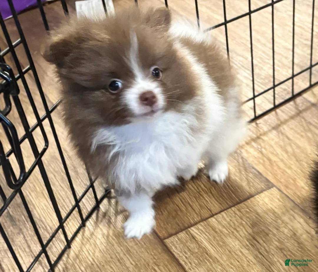 Pomeranian dogs for sale: Pomeranian 1 - Ad 2