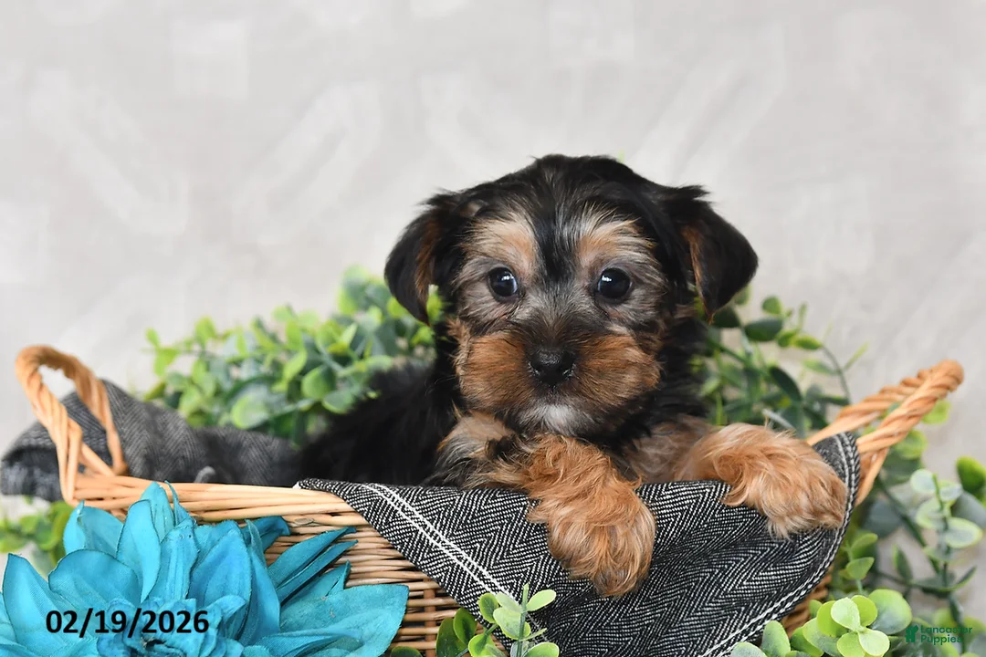 Yorkshire Terrier dogs for sale: Oscar - Ad 5