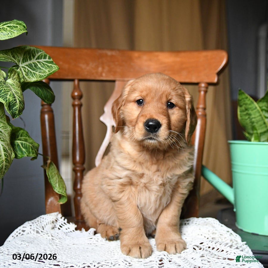 Golden Retriever dogs Candy - Ad 1