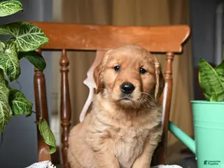 Golden Retriever dogs for sale: Candy - Ad 1