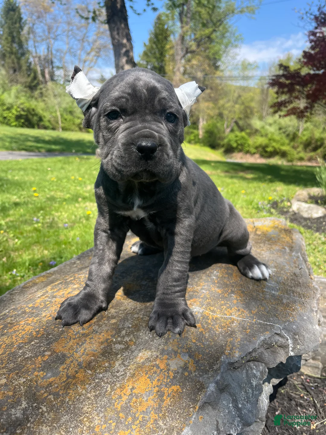 Cane Corso dogs for sale: Zena - Ad 2
