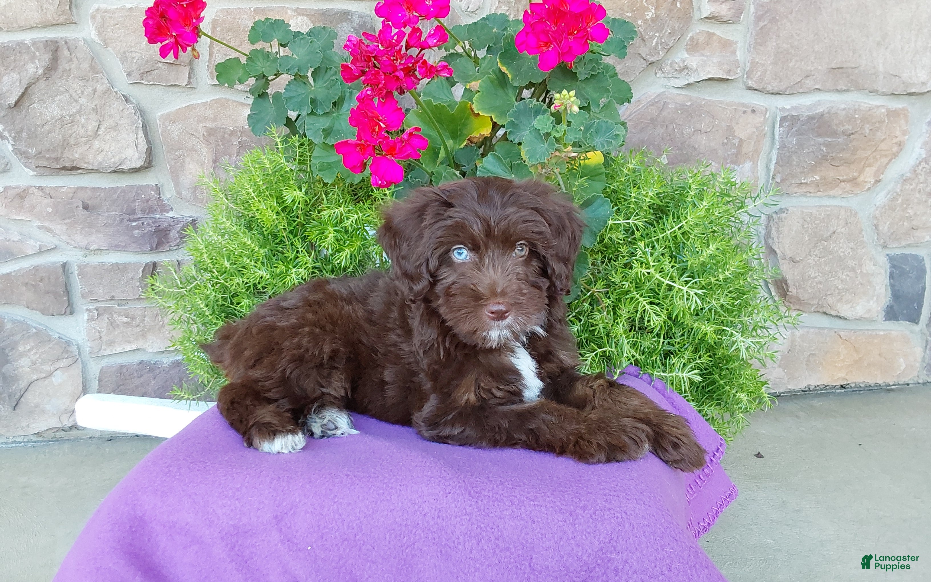 Aussiedoodle dogs Aussiedoodle 1 - Ad 1