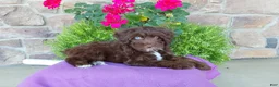 Aussiedoodle dogs for sale: Aussiedoodle 1 - Ad 1