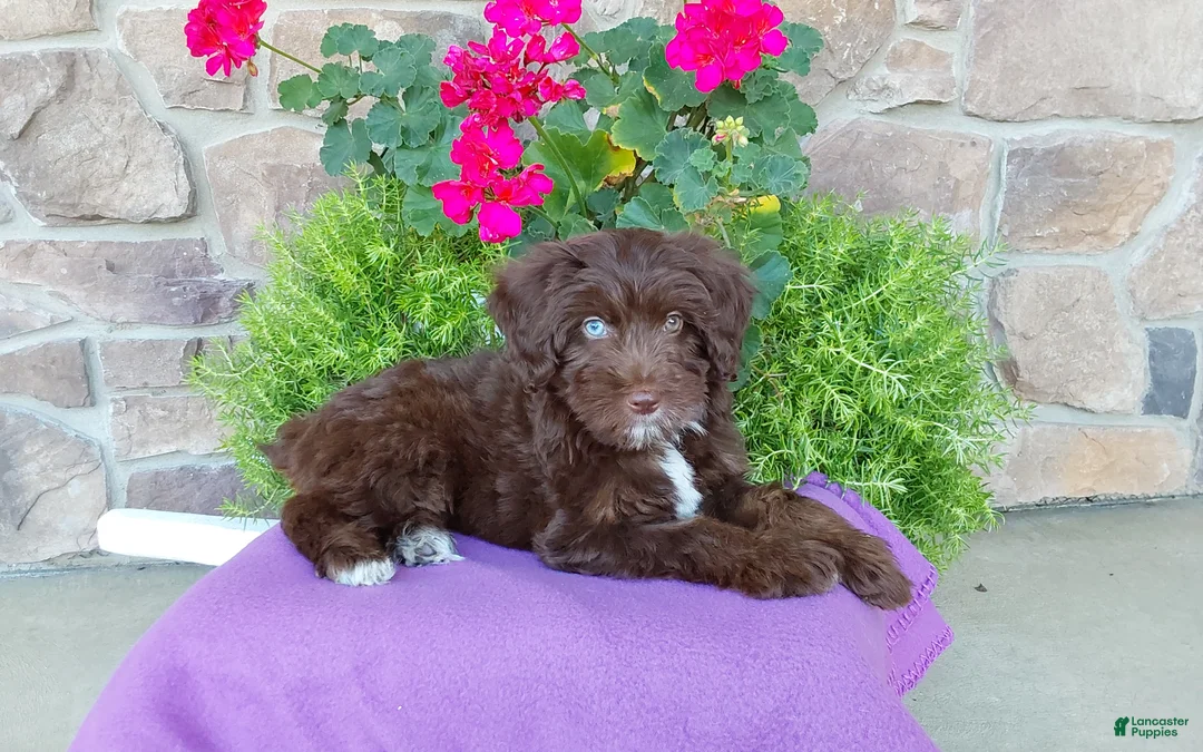 Aussiedoodle dogs for sale: Aussiedoodle 1 - Ad 1
