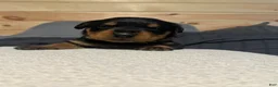 Rottweiler dogs for sale: Winny - Ad 22