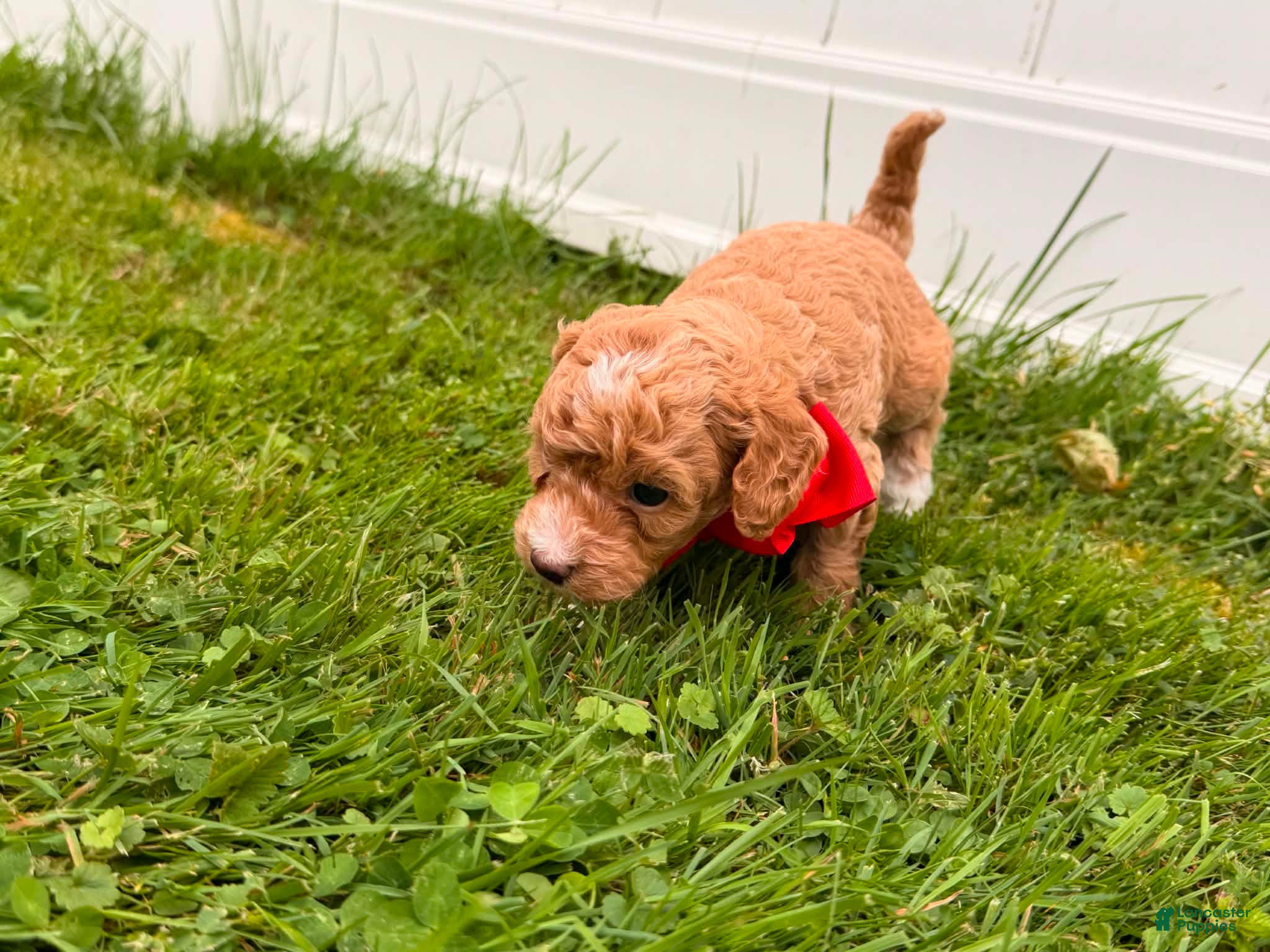 Mini Goldendoodle dogs Marshall - Ad 2