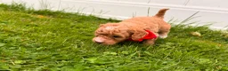 Mini Goldendoodle dogs for sale: Marshall - Ad 2