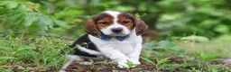 Beagle dogs for sale: Crew - Ad 10