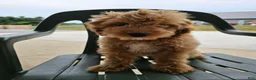 Mini Goldendoodle dogs for sale: Alice - Ad 3