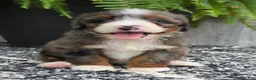 Mini Bernedoodle dogs for sale: Mini Gracie - Ad 9