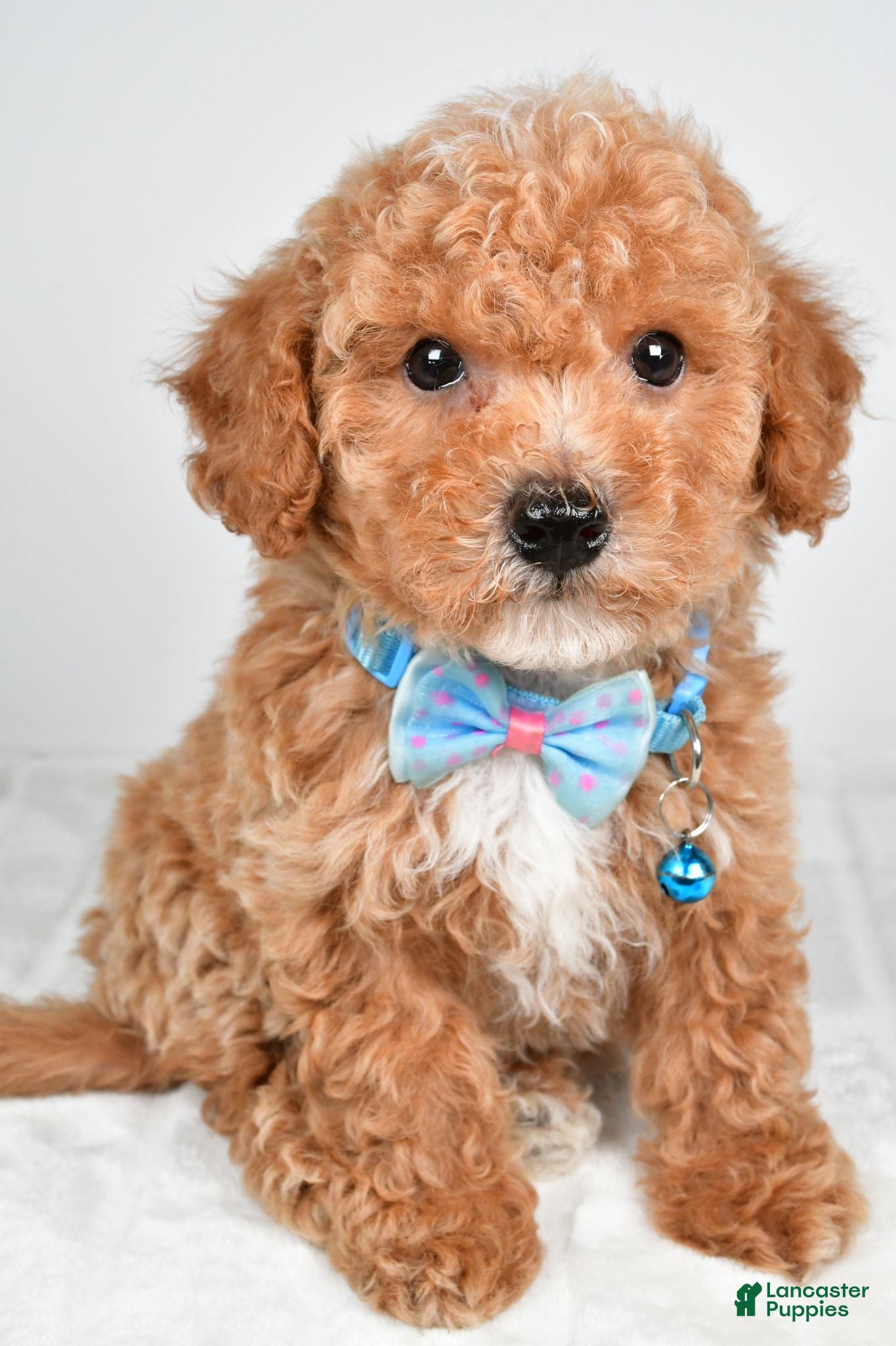 Bichpoo dogs Samson - Ad 2