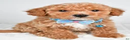 Bichpoo dogs for sale: Samson - Ad 2