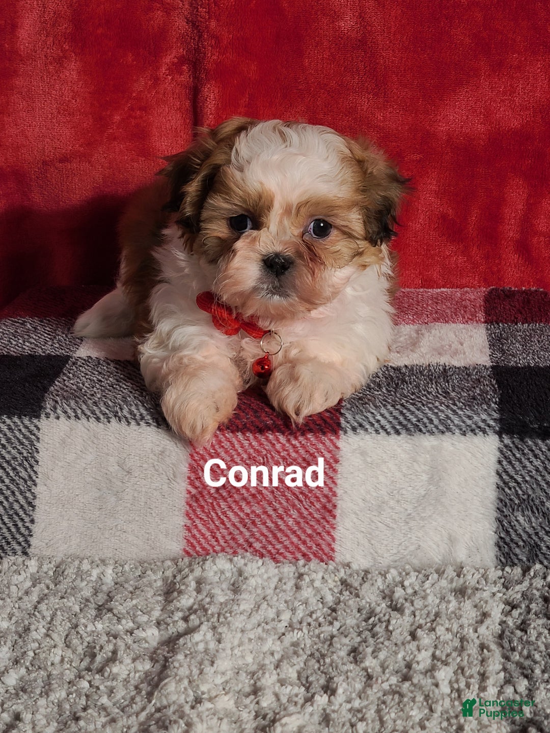 Shih Tzu dogs for sale: Conrad  - Ad 2