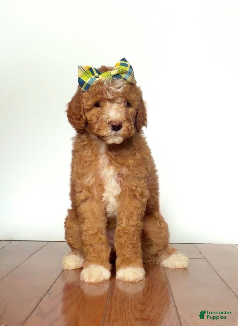 Mini Goldendoodle dogs Mini Goldendoodle Peach - Ad 16