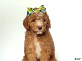 Mini Goldendoodle dogs Mini Goldendoodle Peach - Ad 3