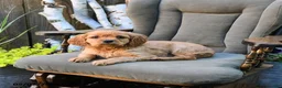 Miniature Golden Retriever dogs for sale: Brigid - Ad 3