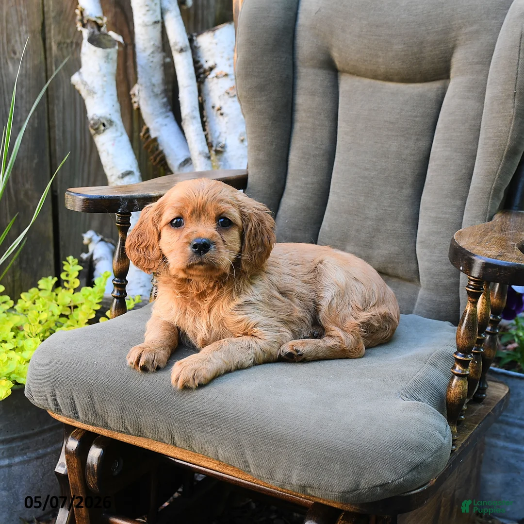 Miniature Golden Retriever dogs for sale: Brigid - Ad 3