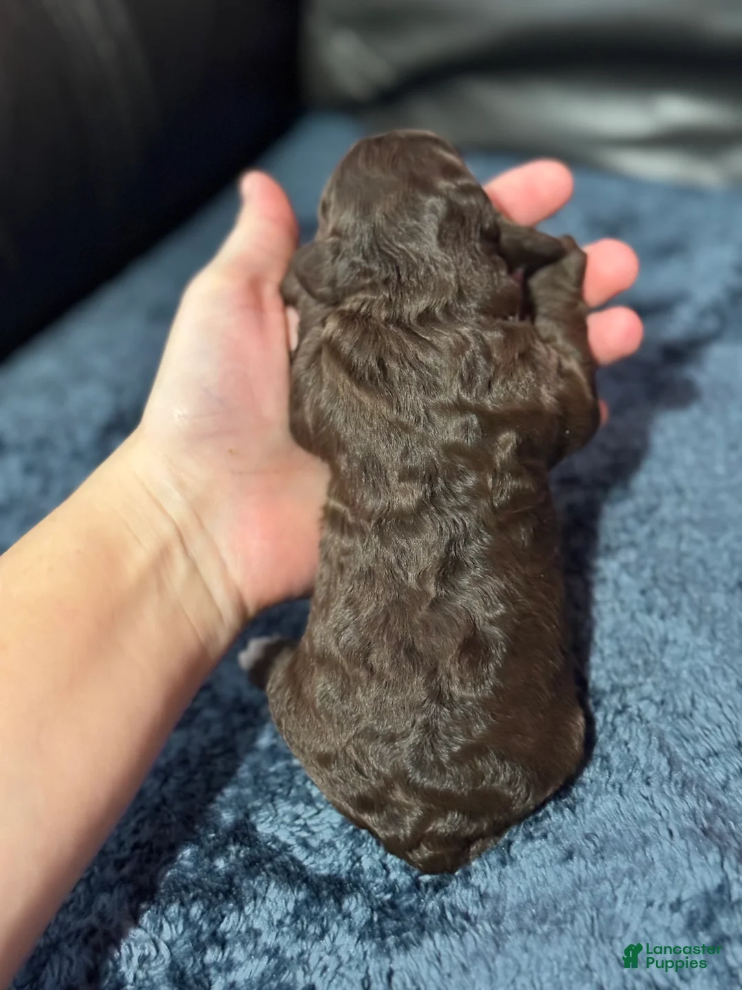 Mini Aussiedoodle dogs for sale: Mocha - Ad 4