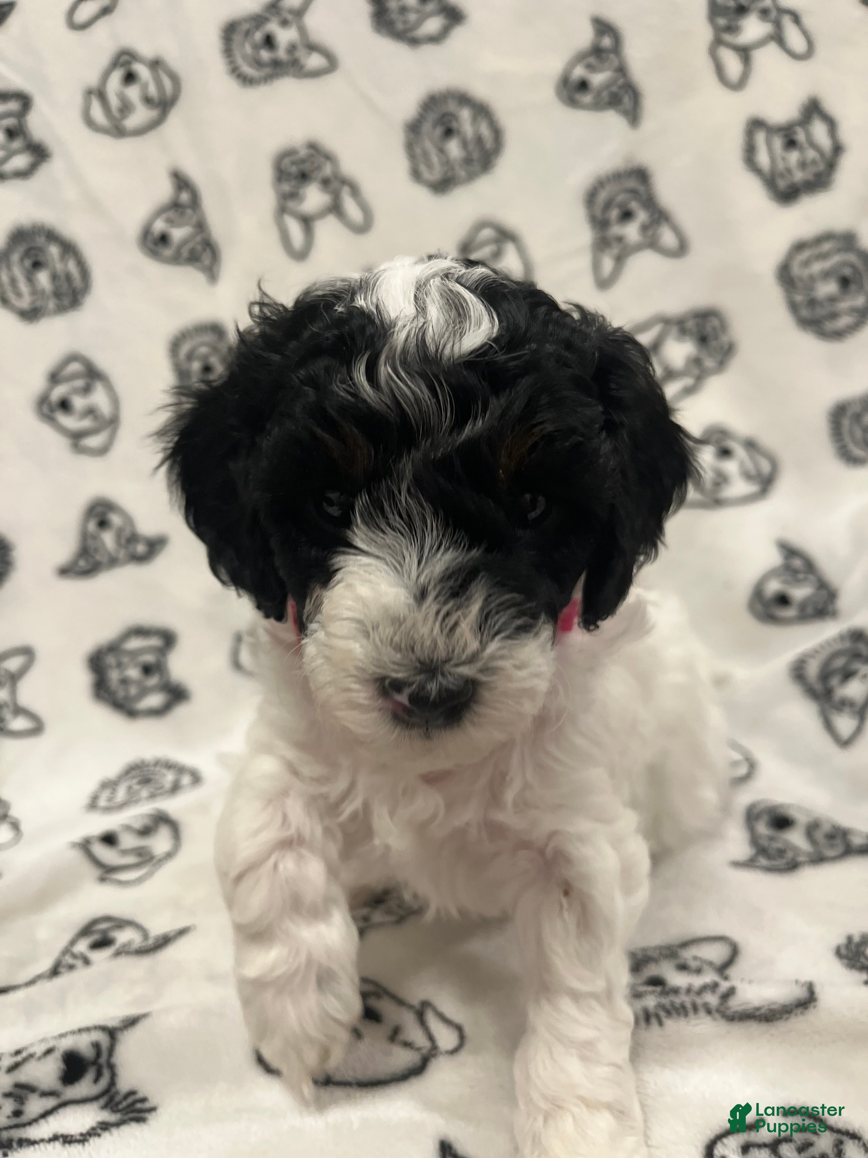 Mini Sheepadoodle dogs Pink-Mittens - Ad 1