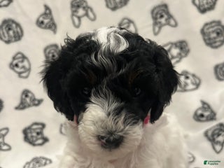 Mini Sheepadoodle dogs Pink-Mittens - Ad 1