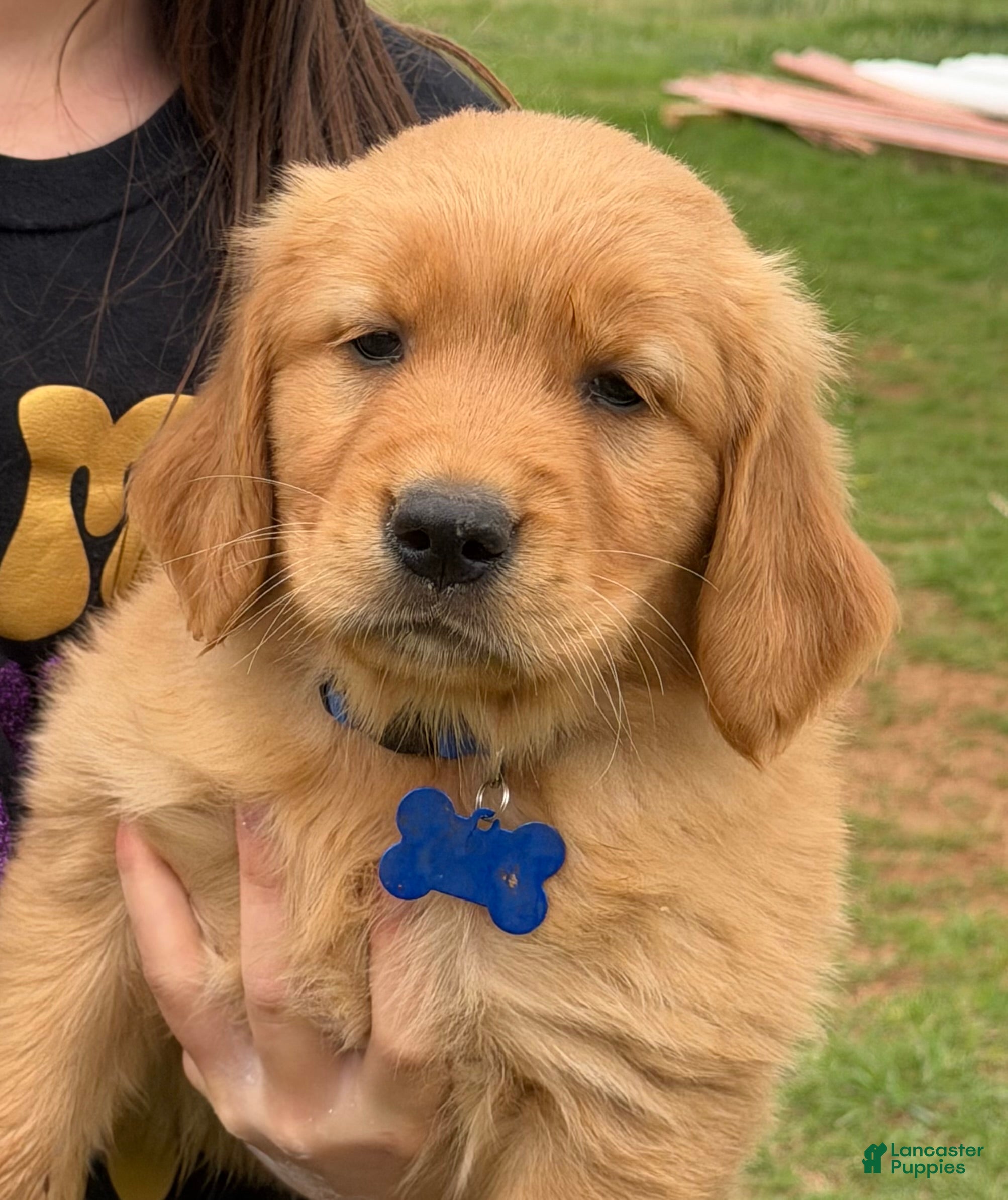 Golden Retriever dogs Golden Retriever Puppy Blue - Ad 17