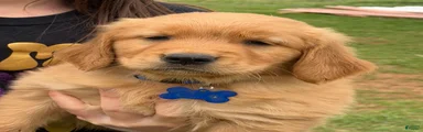 Golden Retriever Puppy Blue