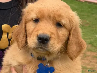 Golden Retriever dogs Golden Retriever Puppy Blue - Ad 17