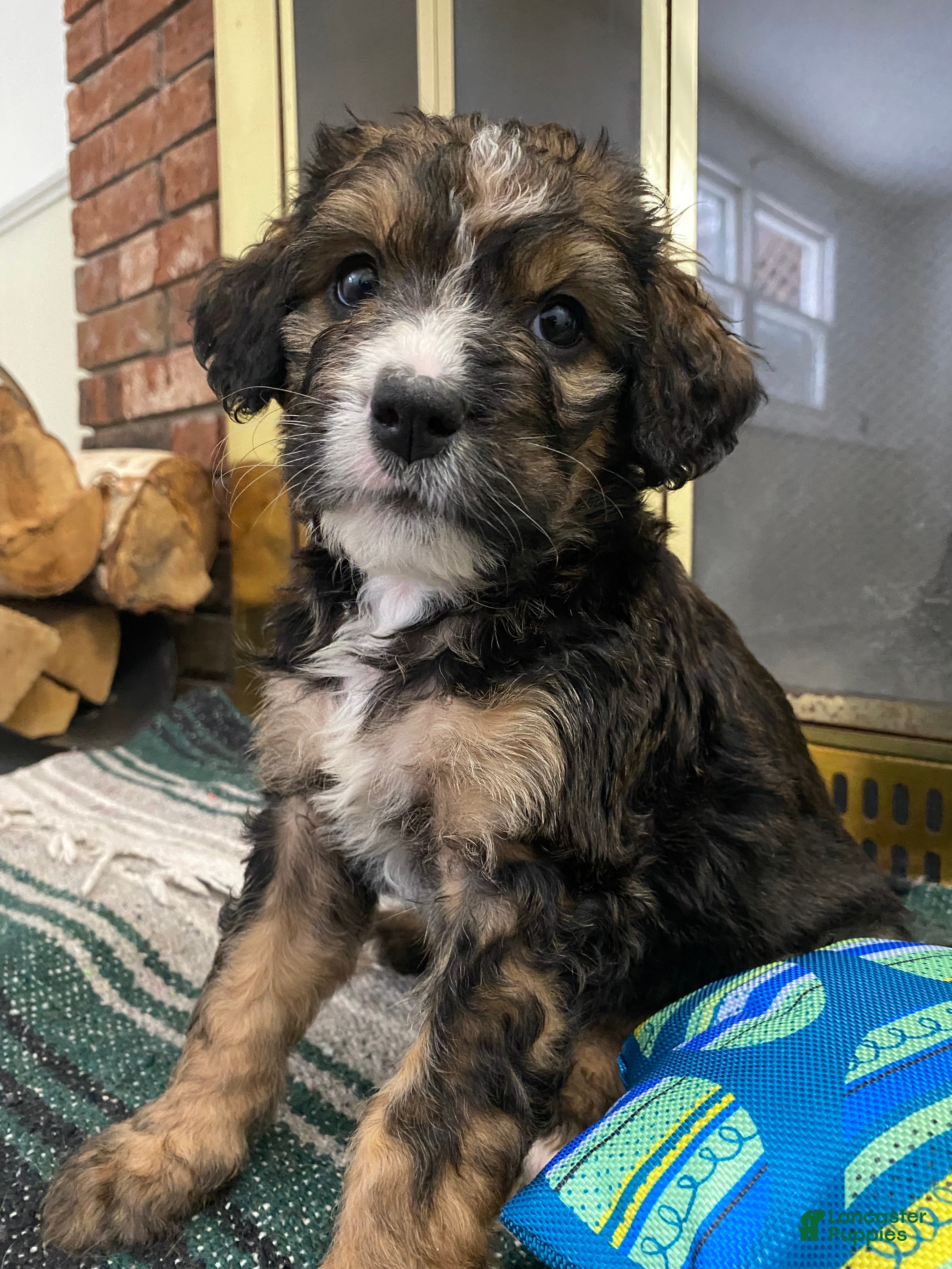 Bernedoodle dogs Bernedoodle Puppy 10 - Ad 42