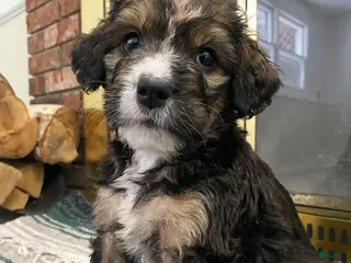 Bernedoodle dogs Bernedoodle Puppy 10 - Ad 42