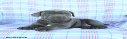 Cane Corso dogs for sale: Lucy - Ad 2