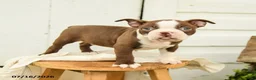 Boston Terrier dogs for sale: Carter - Ad 4