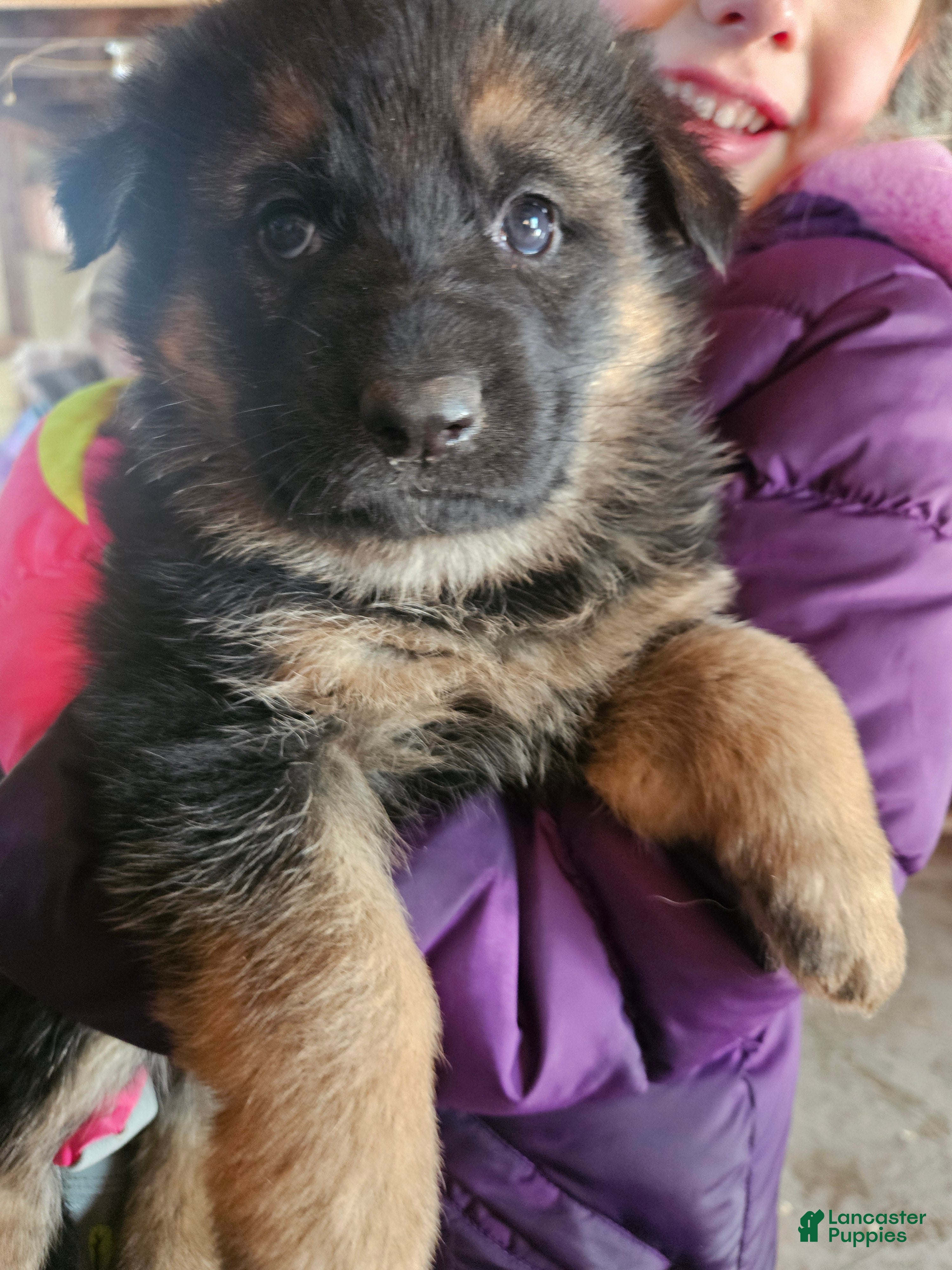 German Shepherd dogs Bluey - Ad 37