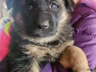 German Shepherd dogs Bluey - Ad 23