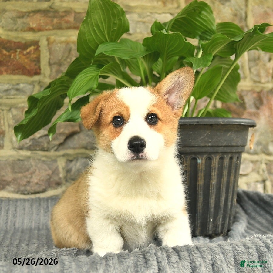 Welsh Corgi Pembroke dogs for sale: Bambi  - Ad 2