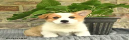 Welsh Corgi Pembroke dogs for sale: Bambi  - Ad 1